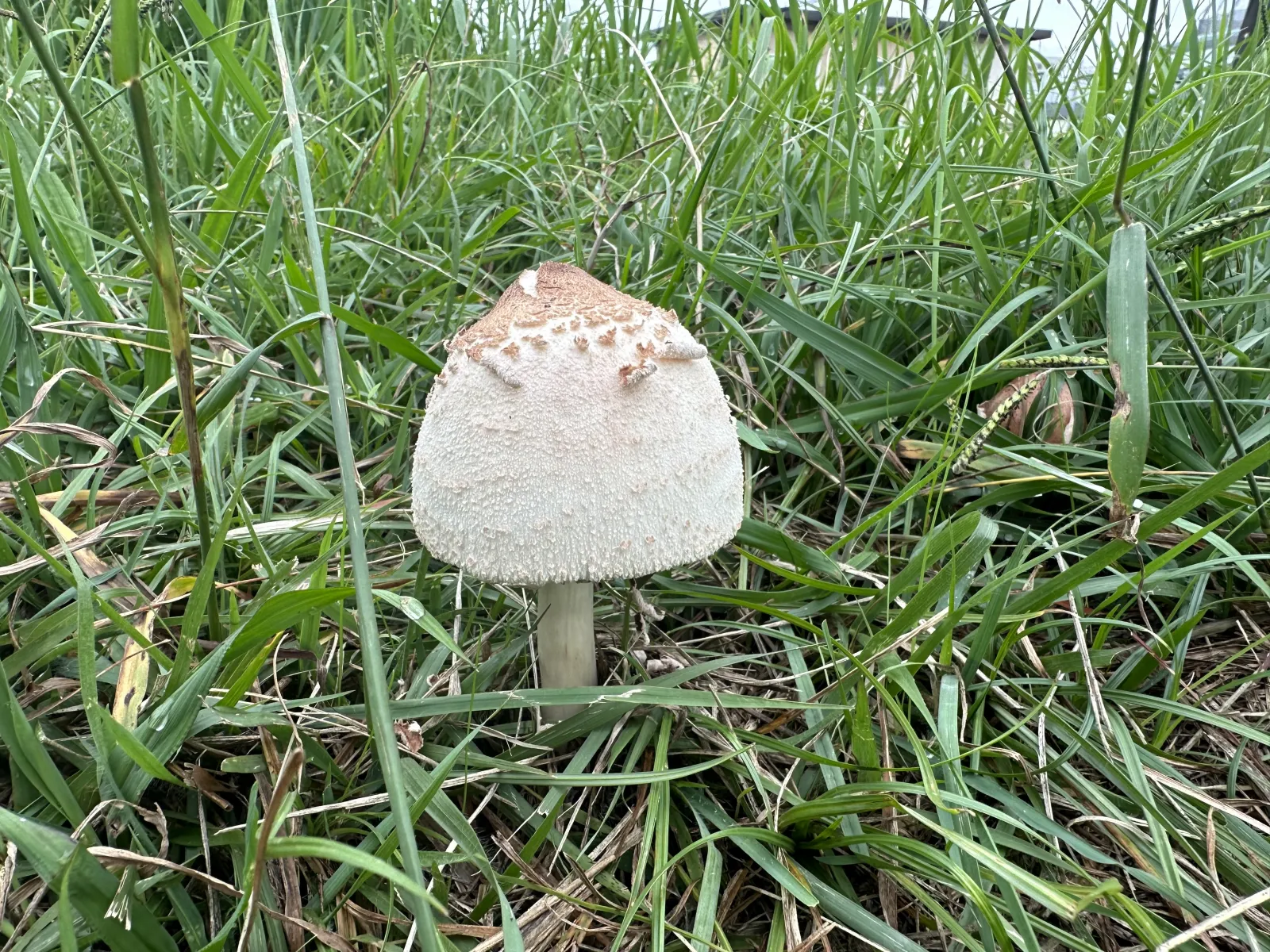 足でドライブしてる時に🍄見つけました。