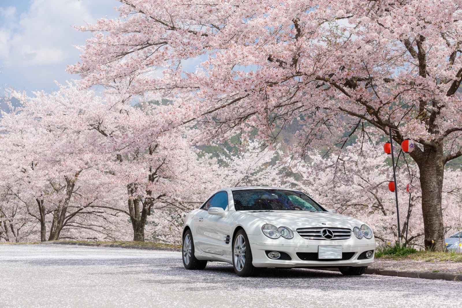満開の桜の公園。なぜか駐車場に誰もいないという奇跡的な状況だったので、思わず桜と一緒に撮ってしまいました。
手前から後ろまでググっと盛り上がっていく車のデザインが良く表現できることもあり、この車は前方斜め30度くらいを下からあおるような形で撮るのが一番素敵♬