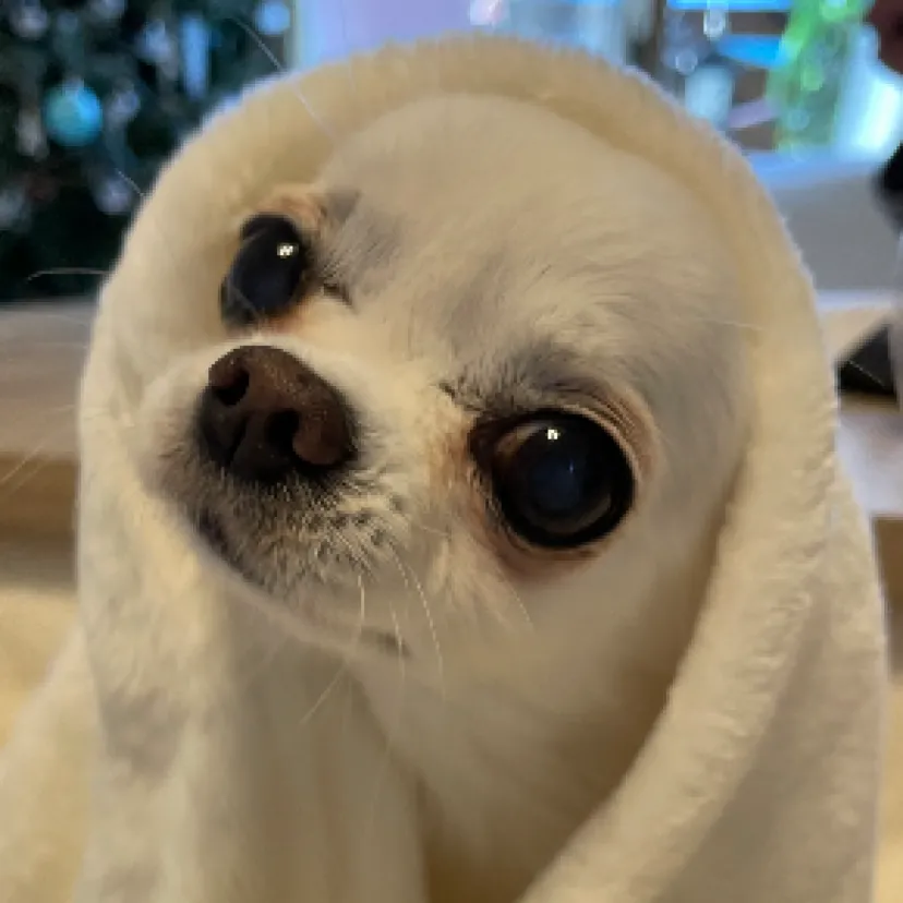 Kurumiso