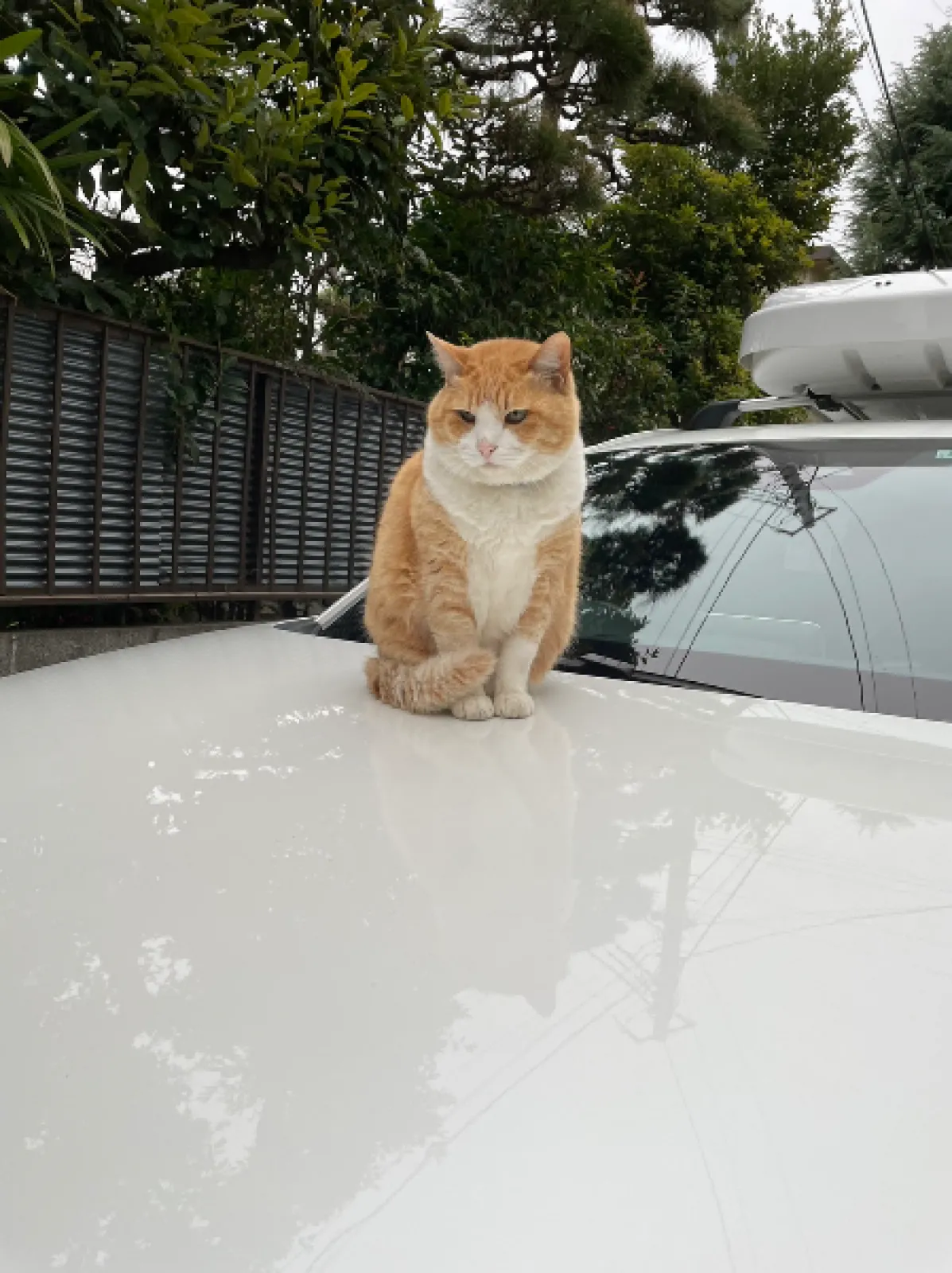 実家の愛猫です。
愛車に鎮座🤣🤣🤣