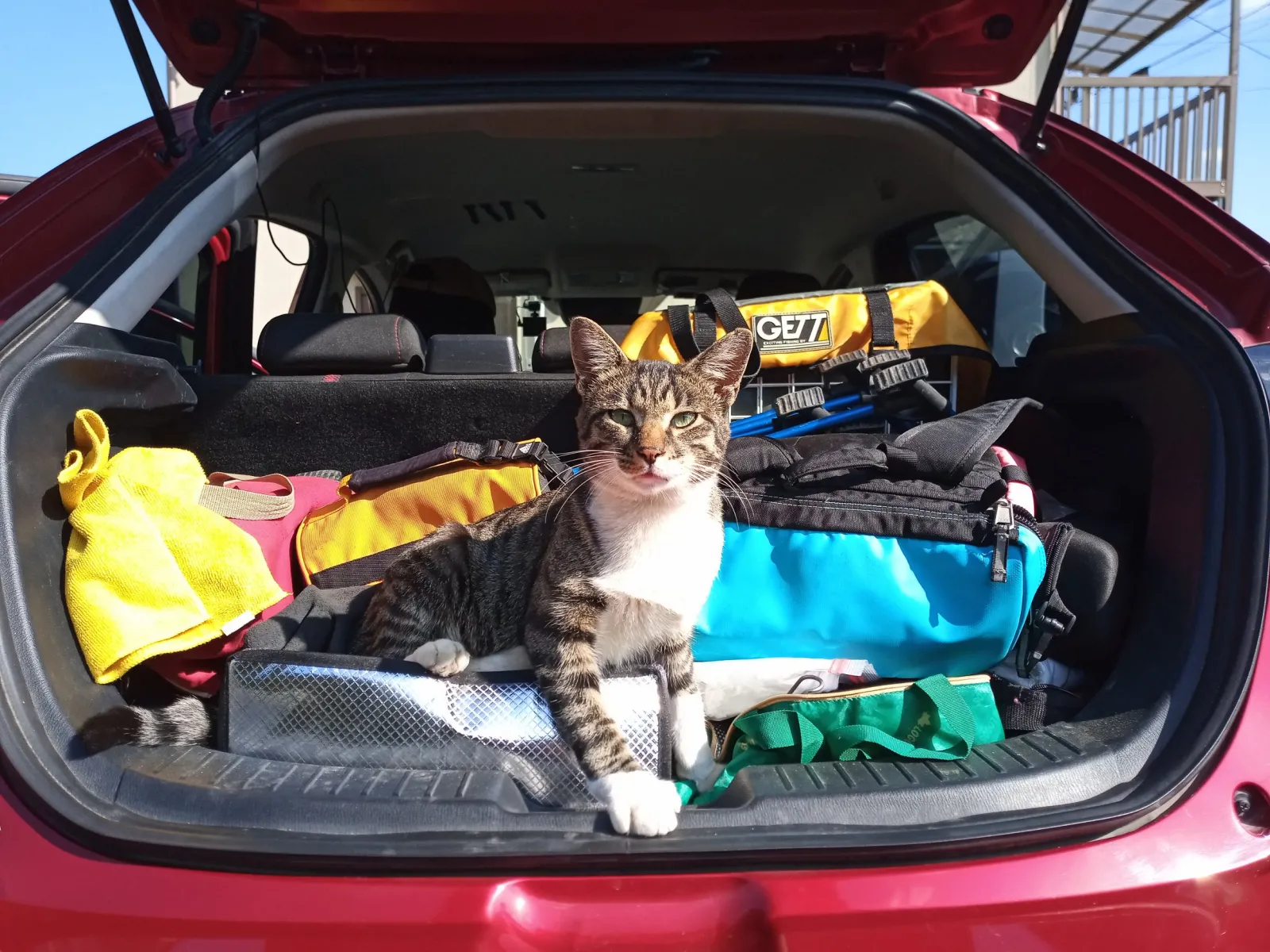 ねこだっちゅーの！