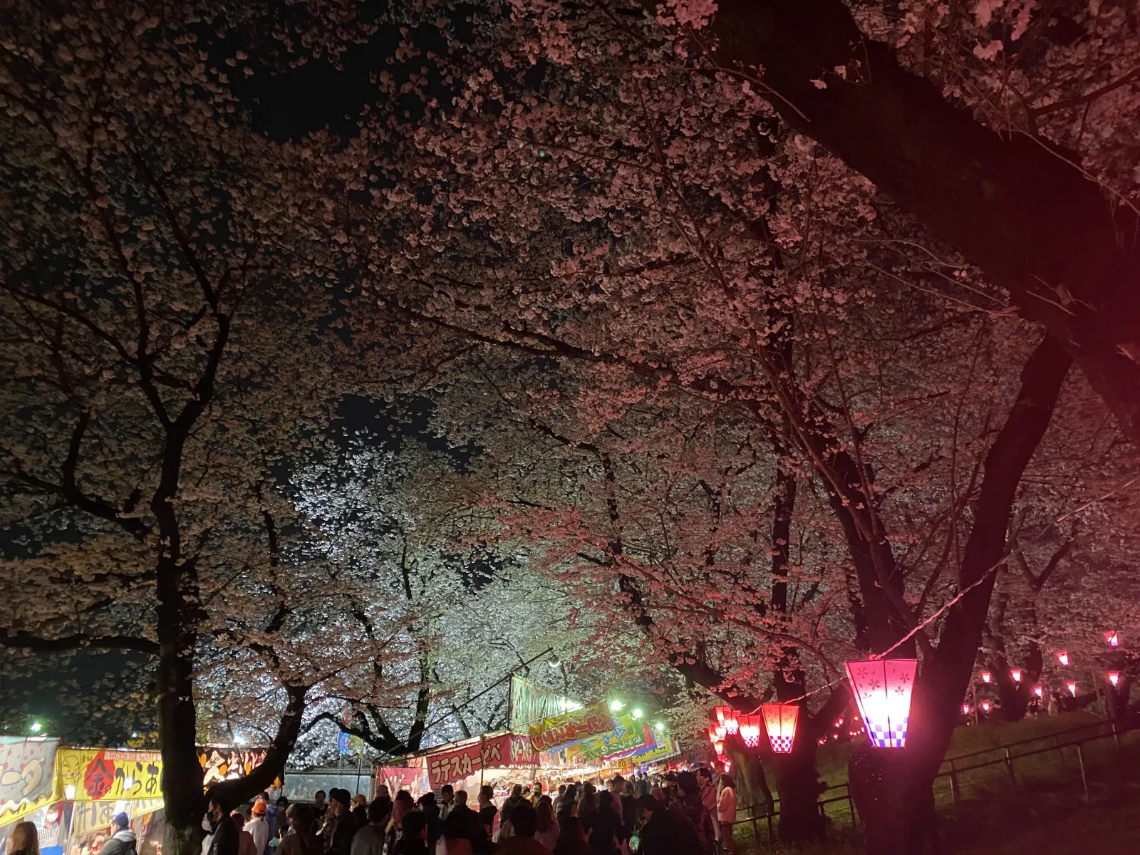 こんばんは

年度末の慌ただしい中ですが
埼玉県幸手市にある
権現堂公園の桜祭りに行ってきました

夜のお花見は昼間と違った風情があり、
季節を感じることができるイベントのひとつですよね🌸