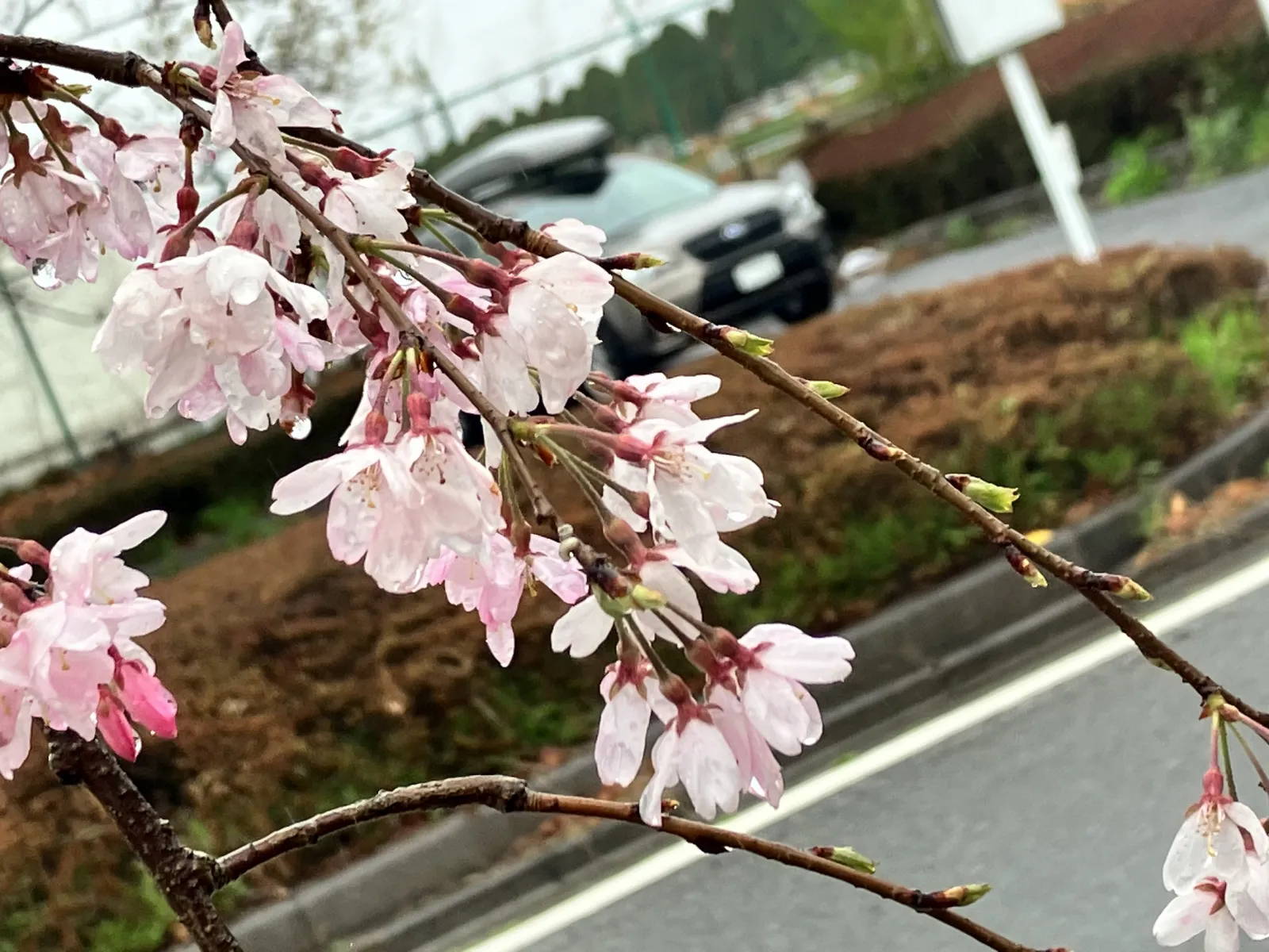 という言葉があるらしい。
桜の花に降りそそぐ雨。また、桜の咲くころの雨。
桜の花が散りはしないかと心配になるのが日本人の春。
日本語ってキレイだな…。