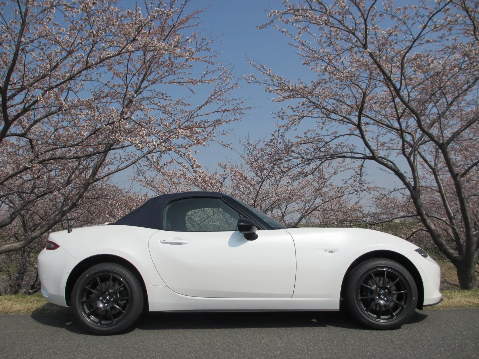 桜の中で撮影してきました。
久しぶりのMT車です。
慣れるまではのんびりと走りましょう。

ちなみに値引き額は・・・
とても言えません。「言ったら消す!」と店長に脅されましたから。

(ネットで調べたら相場の倍近い・・)