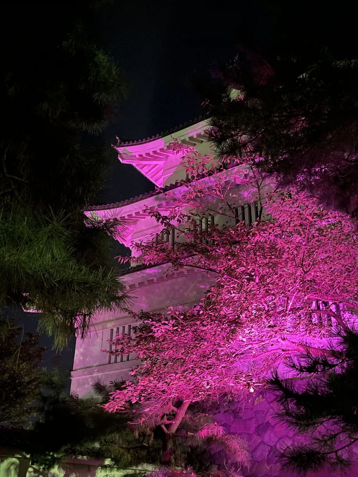 月に１回ライトアップイベントも開催されます。
写真は忍城と夜桜です🏯