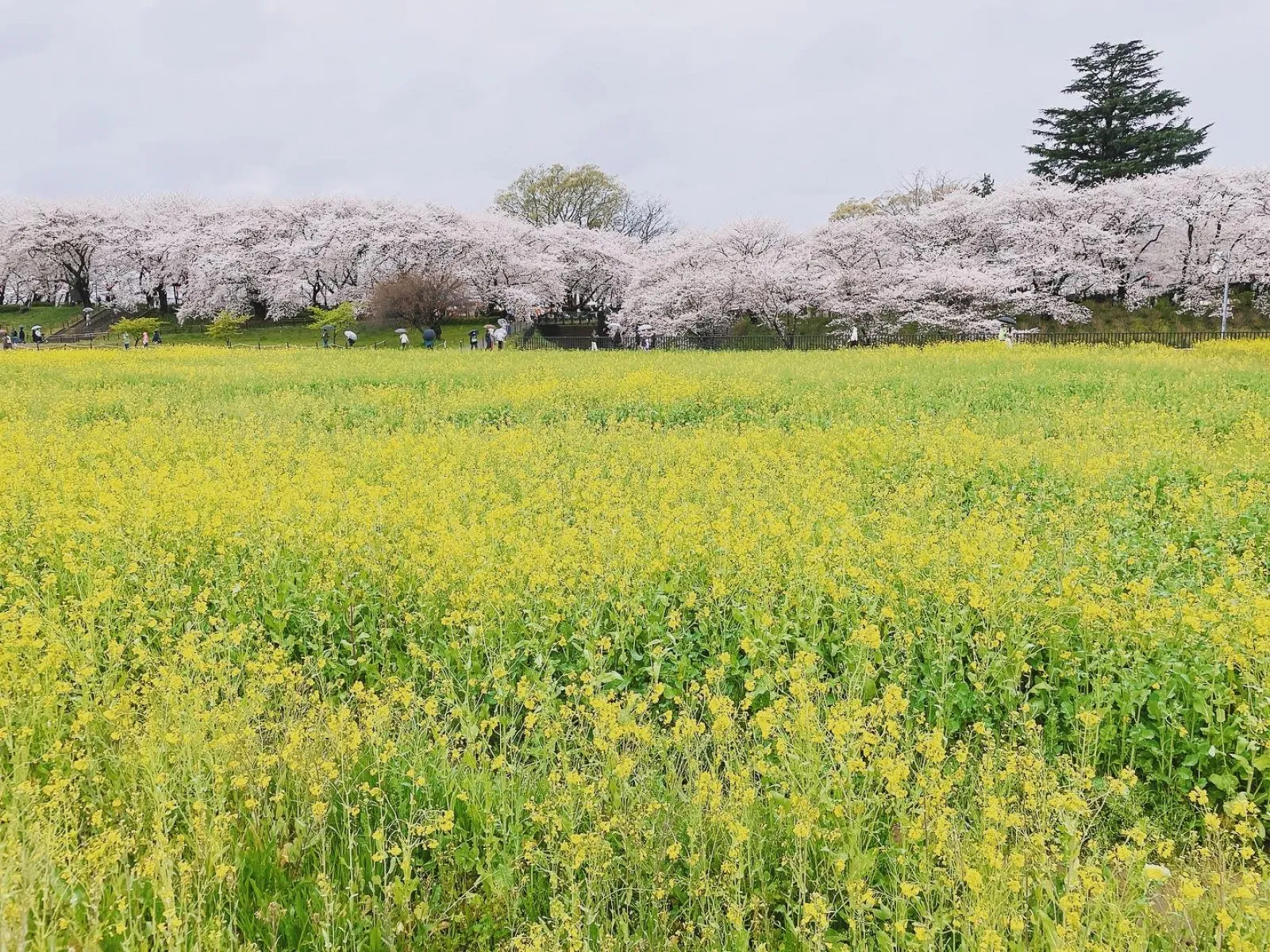 幸手市の権現堂桜堤🌸
ここは桜と菜の花のコラボレーションが楽しめる埼玉で有名な桜スポットです！
あいにくのお天気だったけど行ってきました〜
渋滞もほとんどなく駐車場も空いてて何より来場者が少なくて写真のようにほとんど人が映らないお写真撮れました(*^◯^*)
雨でも舗装されてて歩きやすかったし、雨も良いかな？っと思いましたよ
皆さんは桜見に行きましたか？🌸