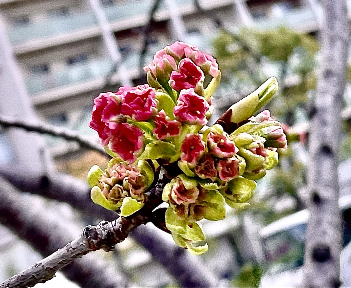 会社のビル入り口の八重桜🌸
蕾が出てきてました✨
とっても可愛い桜です◡̈

毎年ソメイヨシノが散った後に咲いてるかな？