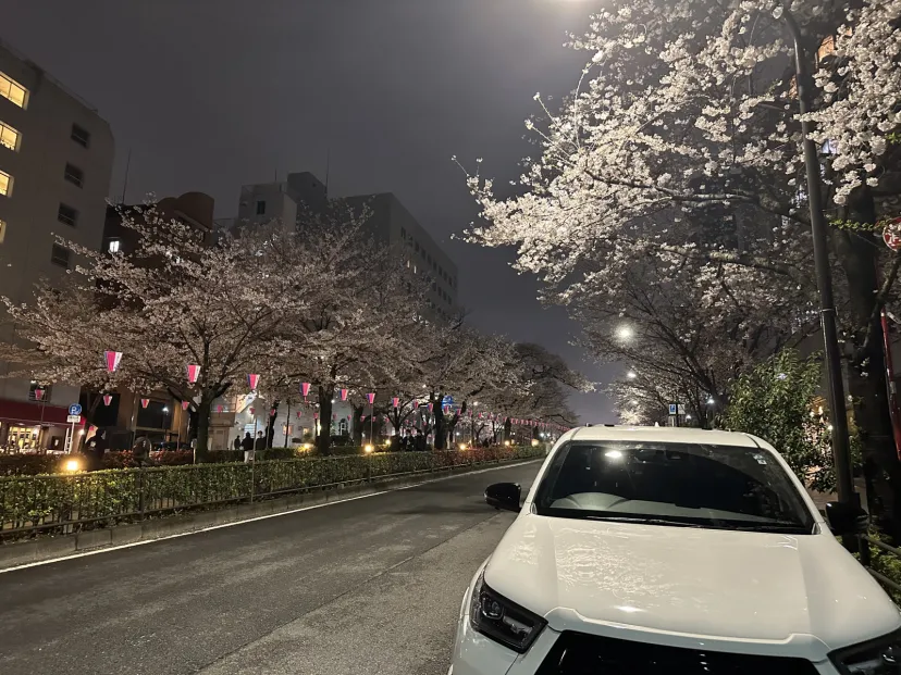 東京の桜