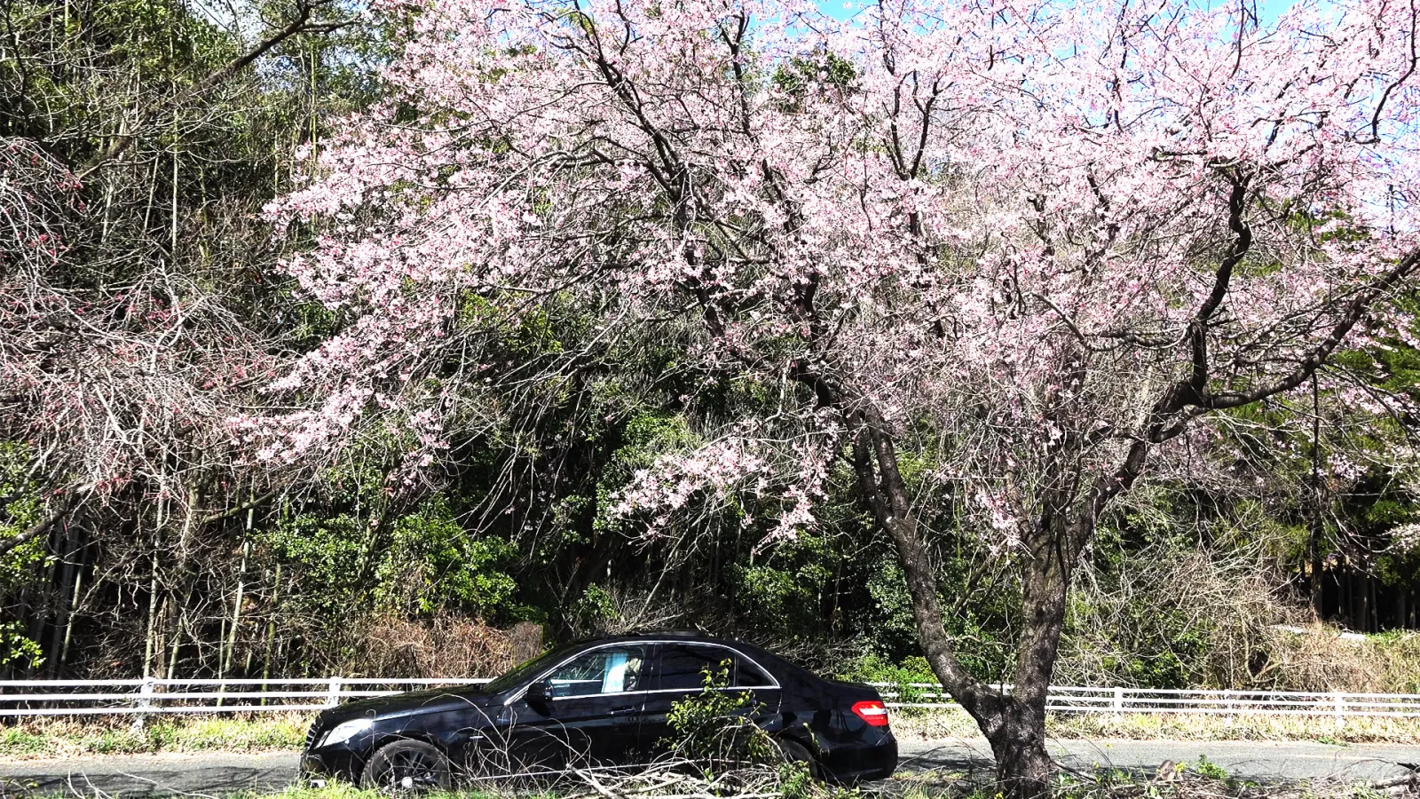 熊本県のため池の桜たち🌸
ドライブって楽しいですよね😊