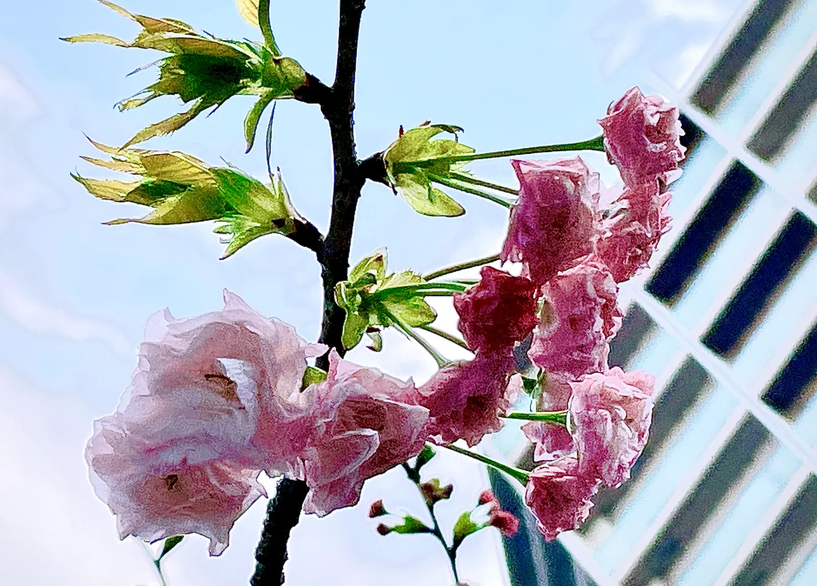 少しだけど咲いてる木もありました♪
来週出社する時はもっと咲いているのかな？
楽しみです(*^◯^*)