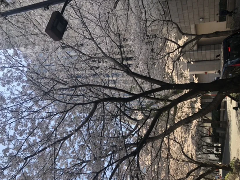 桜、桜、桜