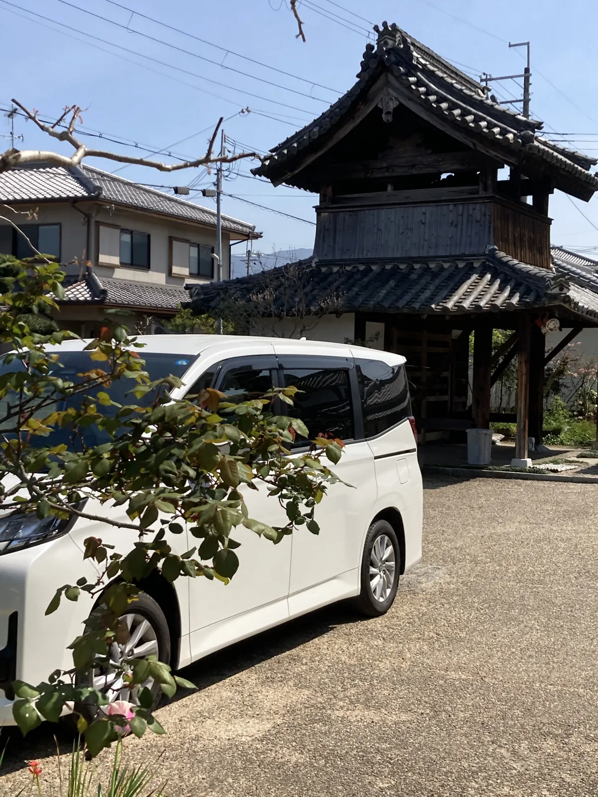 お墓参りに河南町に来ました。桜の美しいお寺です。