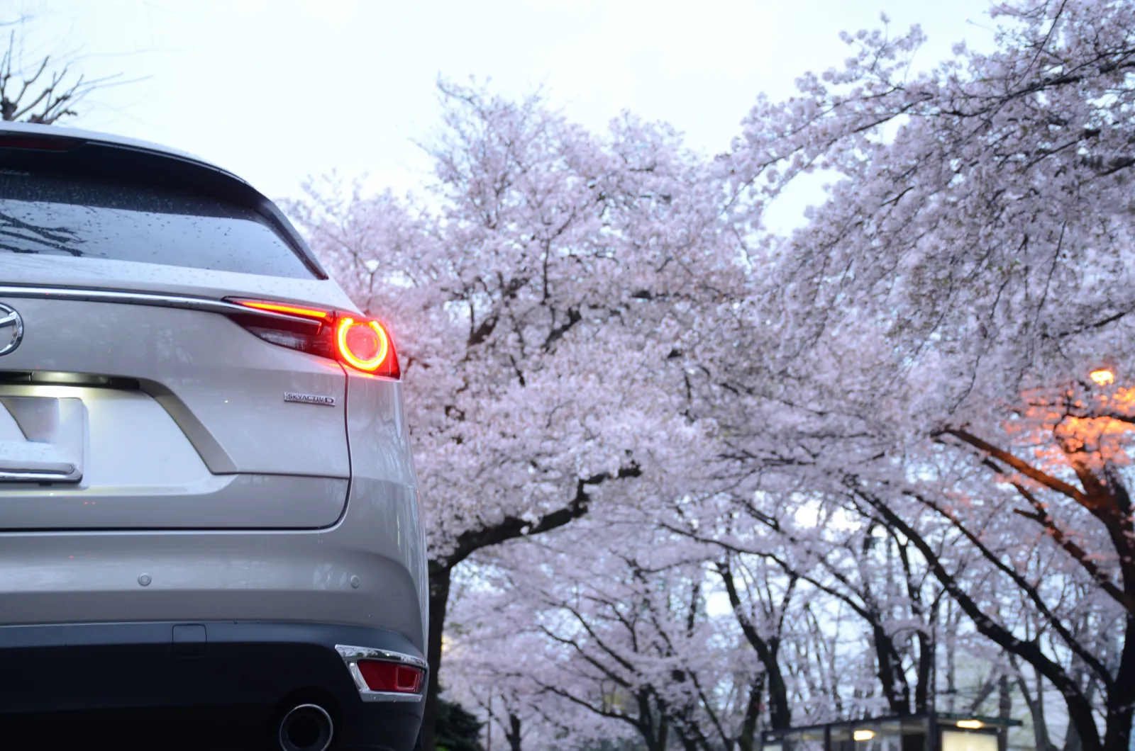 朝早くから桜ハント🌸