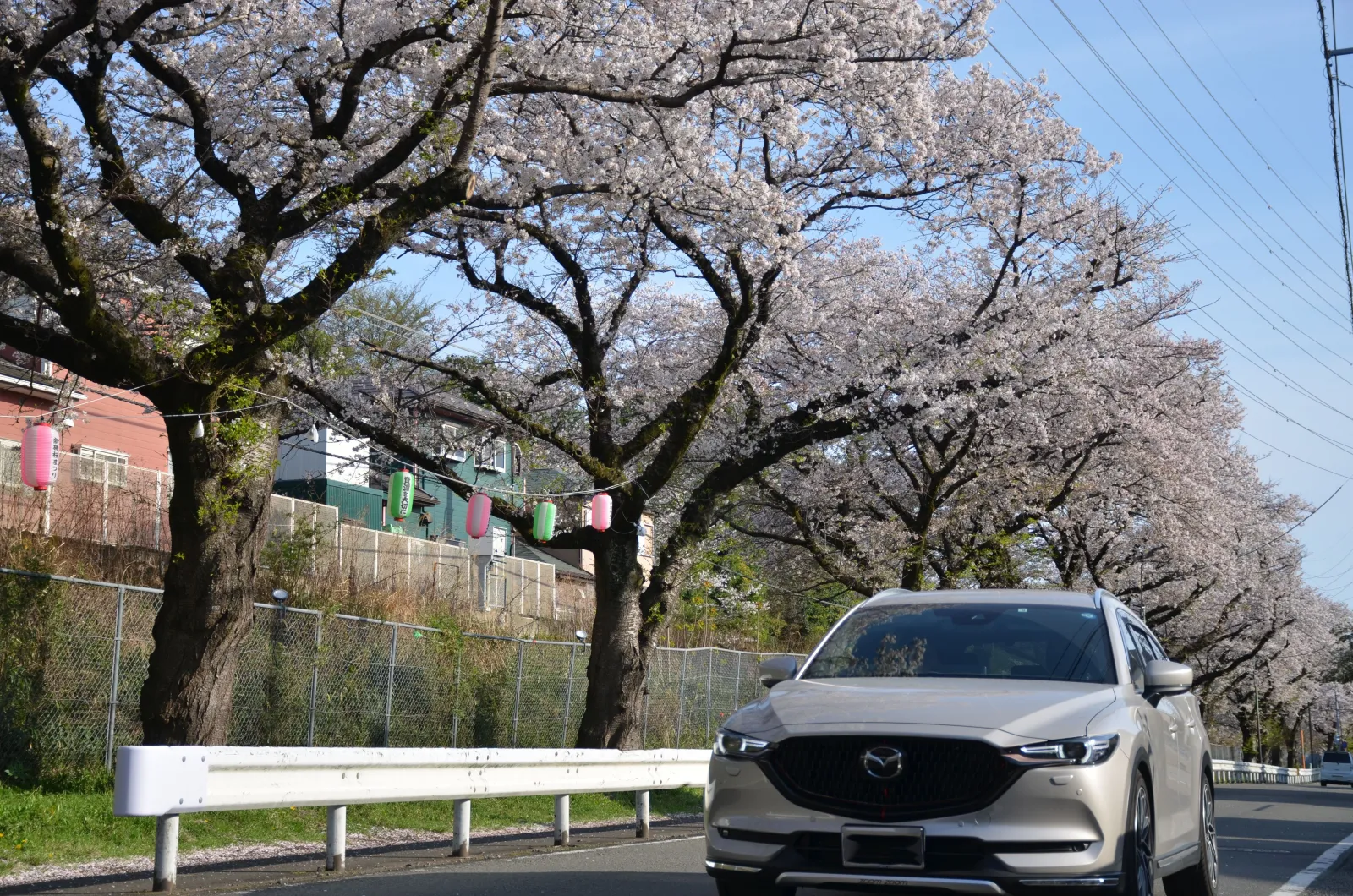 近所の桜&走行写真