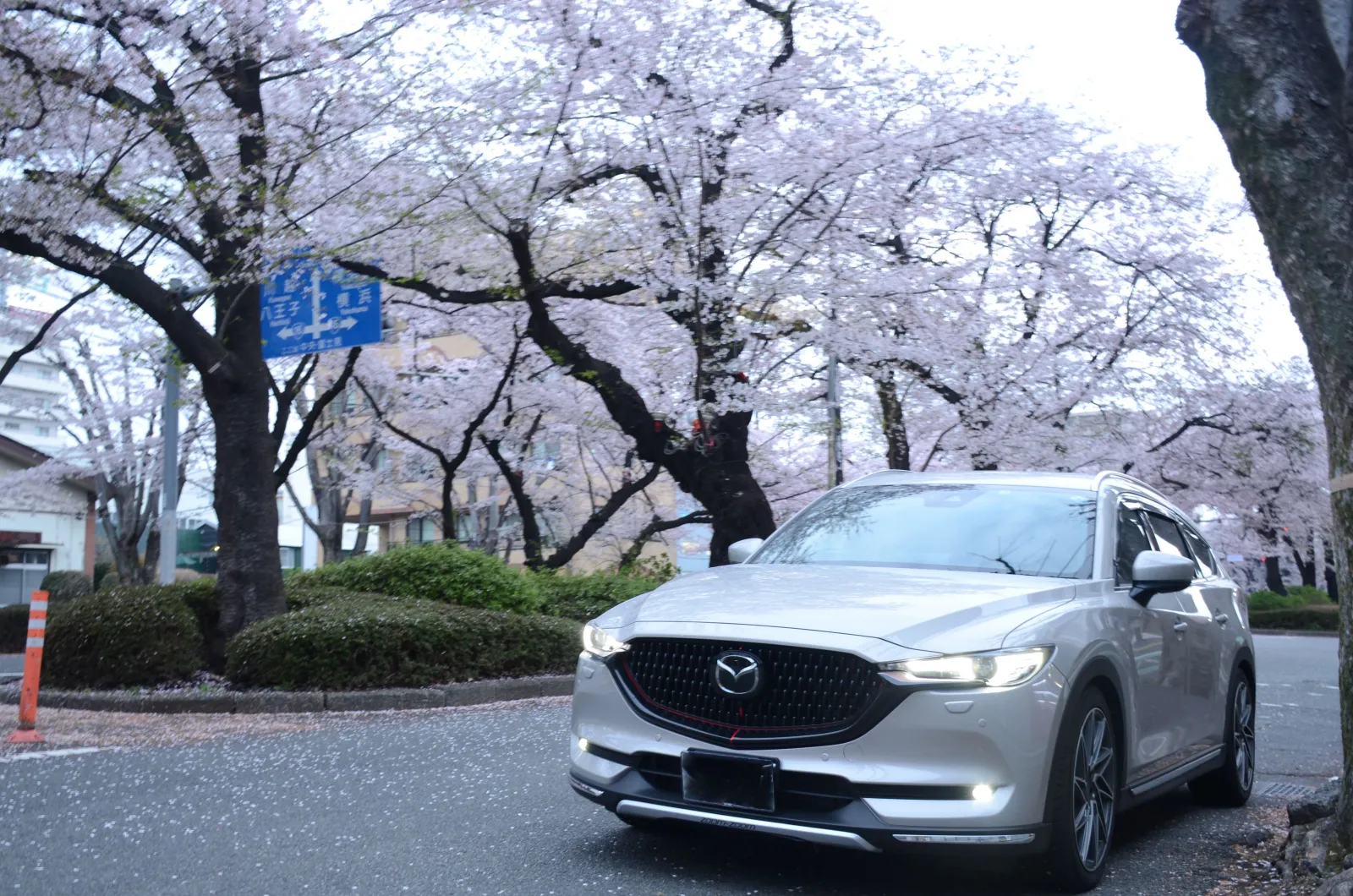 桜ハント🌸