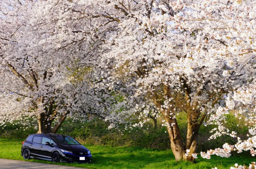 2023の桜🌸　河北潟（石川県）