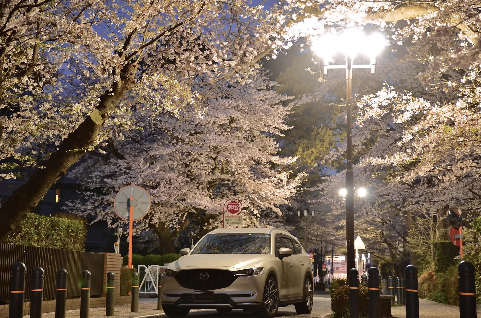 桜ハント🌸
