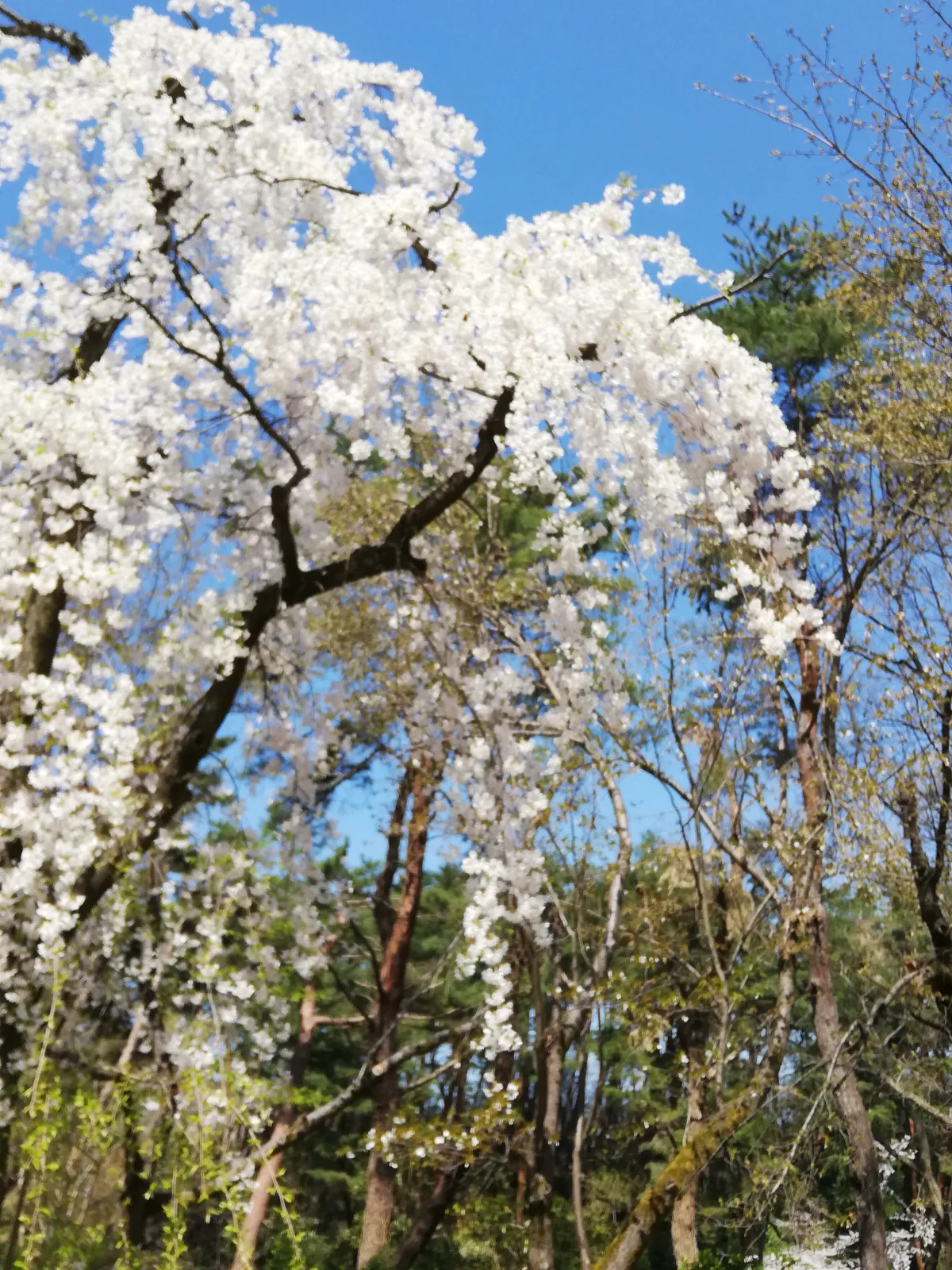やっぱり桜は見に行っておかないとですね(^o^)

今年は近場で済ませましたが
ドライブがてら桜巡りとか行きたいです