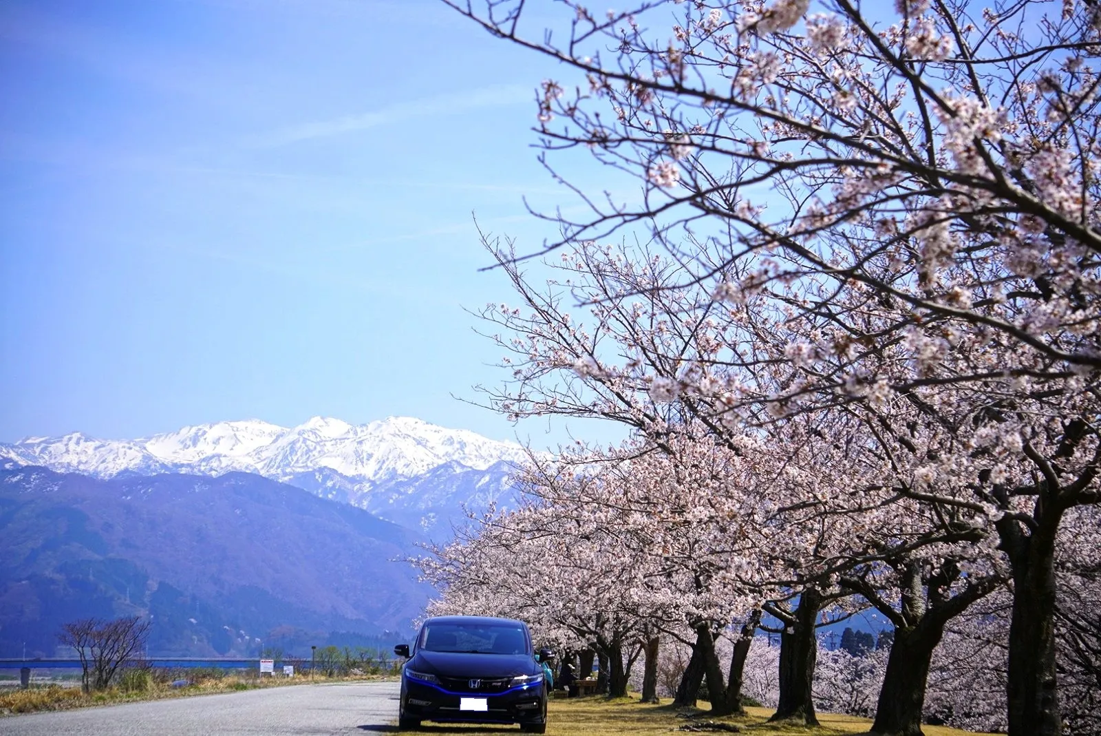 　後方にそびえる、北アルプスの雪が少しづつ融け、黒部川に流れ注ぎます。
　