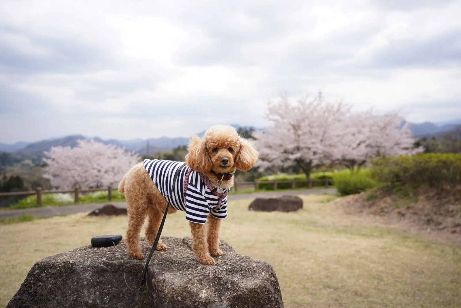 ドッグランなどがある広い公園に、ちょうどよい石がありまして、絶好の撮影スポットとなっています。
