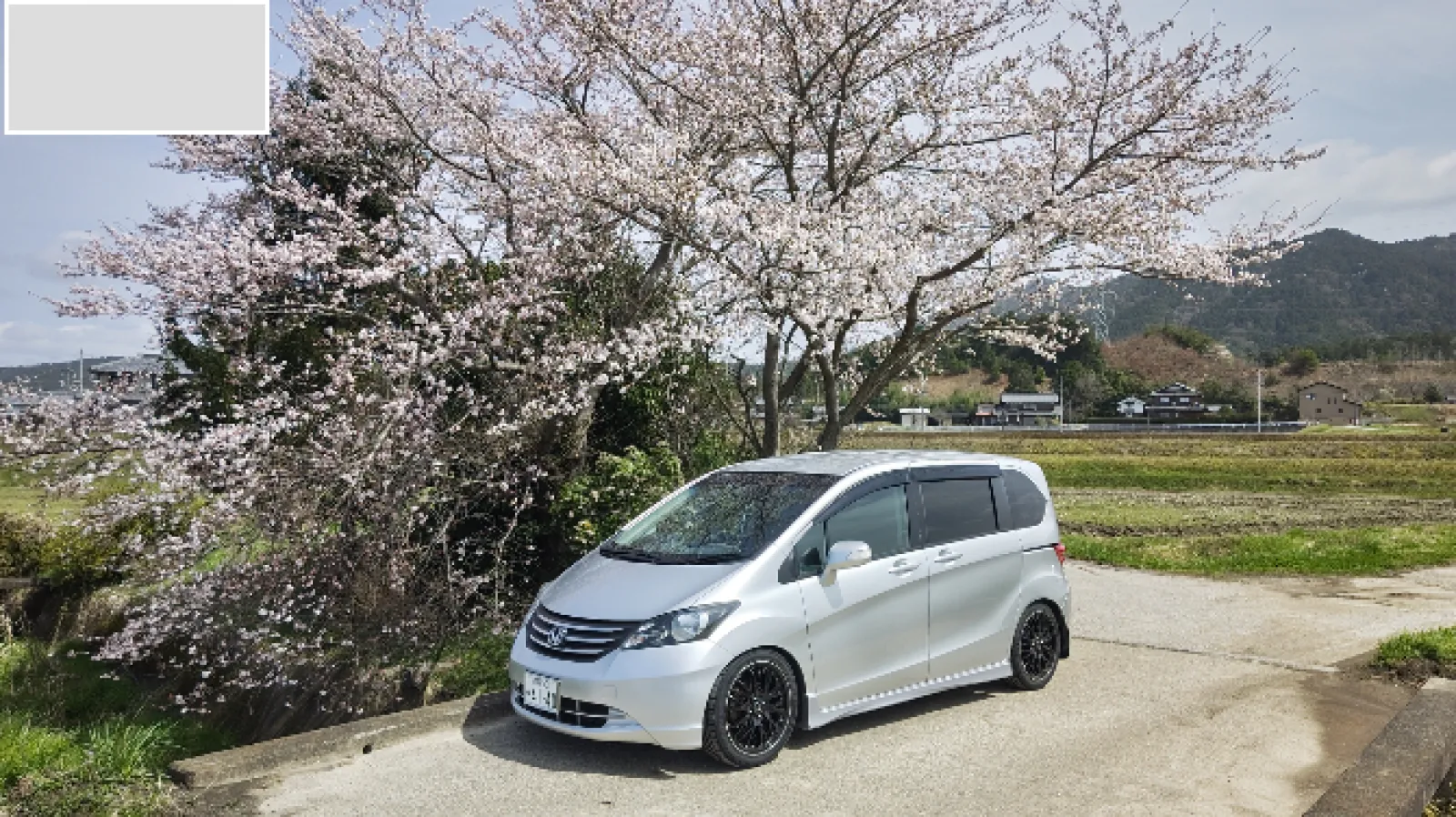 桜の下で