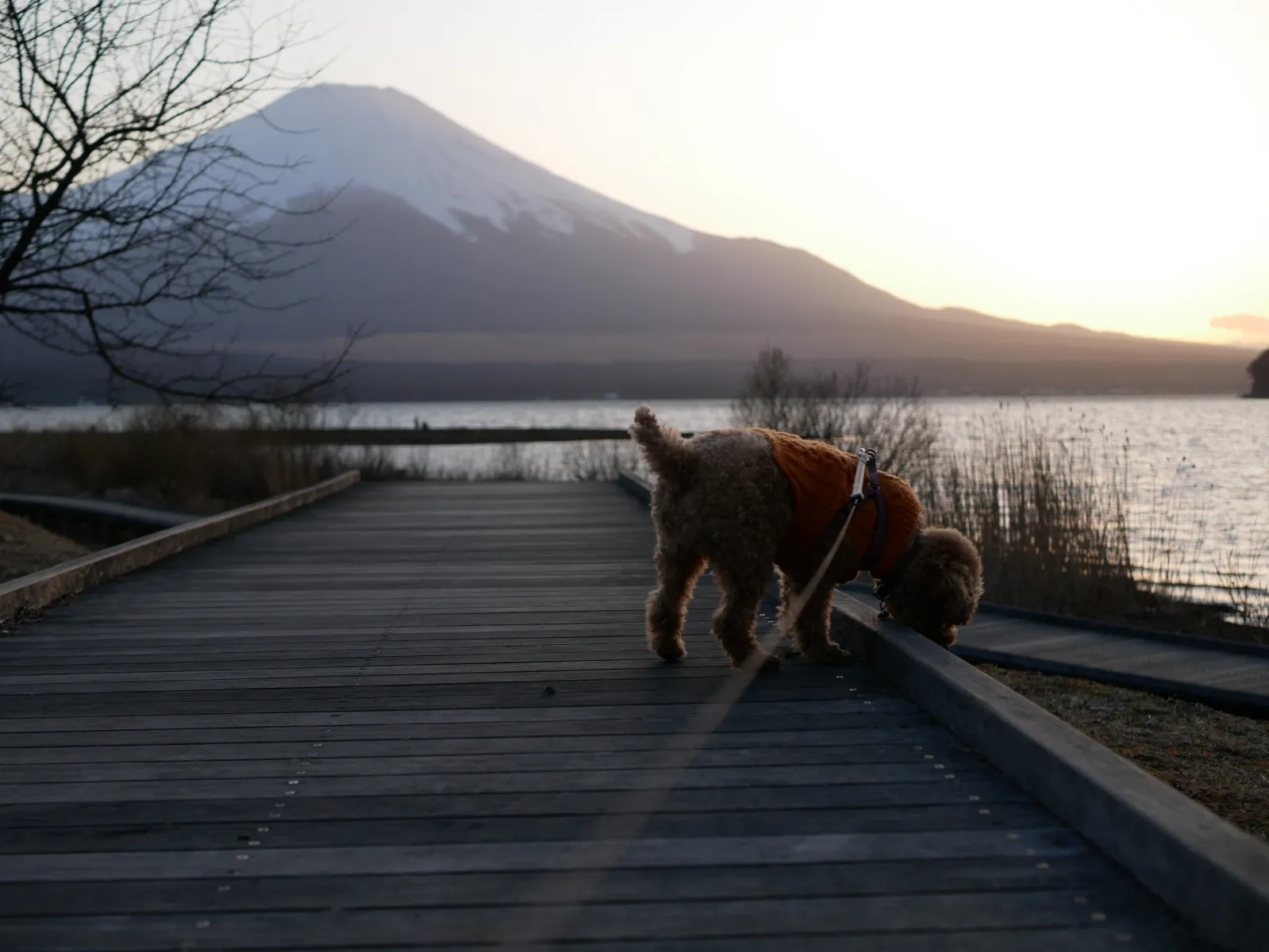 犬も大喜び。大きな原っぱもあります。
ただし、鹿のフンがけっこう落ちてますのでご注意を。