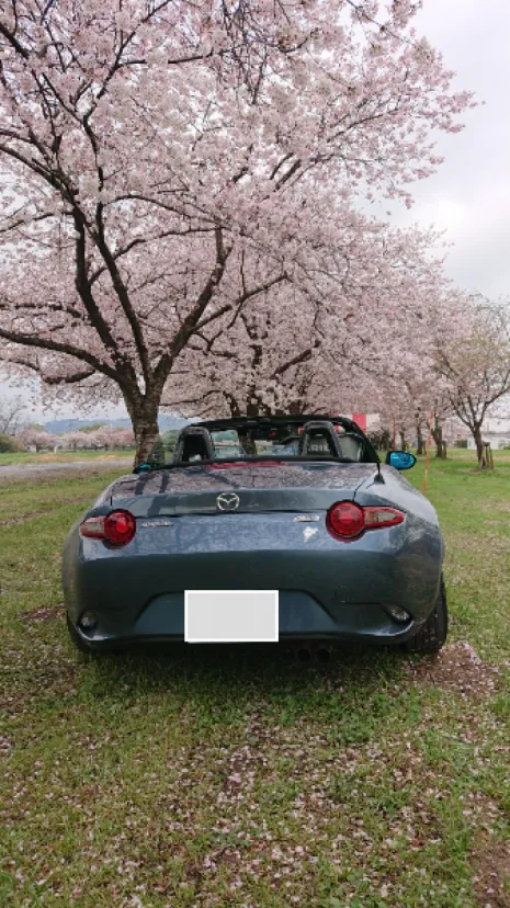 こだま千本桜