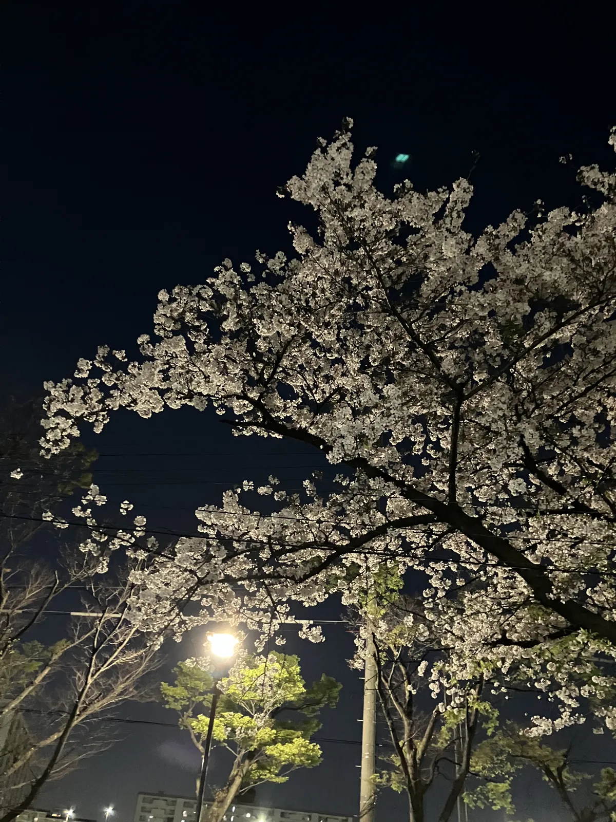 ドライブ休憩中の夜桜きれい。
