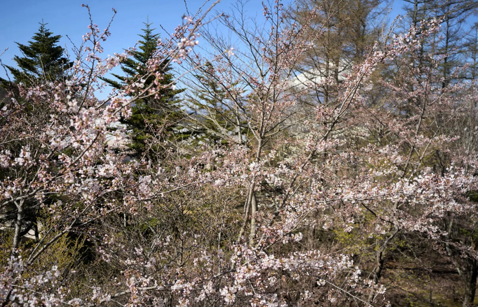 今年の桜は早くて、東京あたりじゃ入学式には全部散ってしまいましたね…。
今年の桜はもう終わり、と思っているあなた！ 東京から2時間もかからない山中湖の桜はまだまだこれからです！
写真はこの週末（2023/4/9）に撮影したものです。
山中湖って、なにげに標高1000メートルくらいあって、年間平均気温は札幌相当なんですよ。
来週末あたりは満開でしょうかね。来週のドライブの目的地にどうでしょうか！