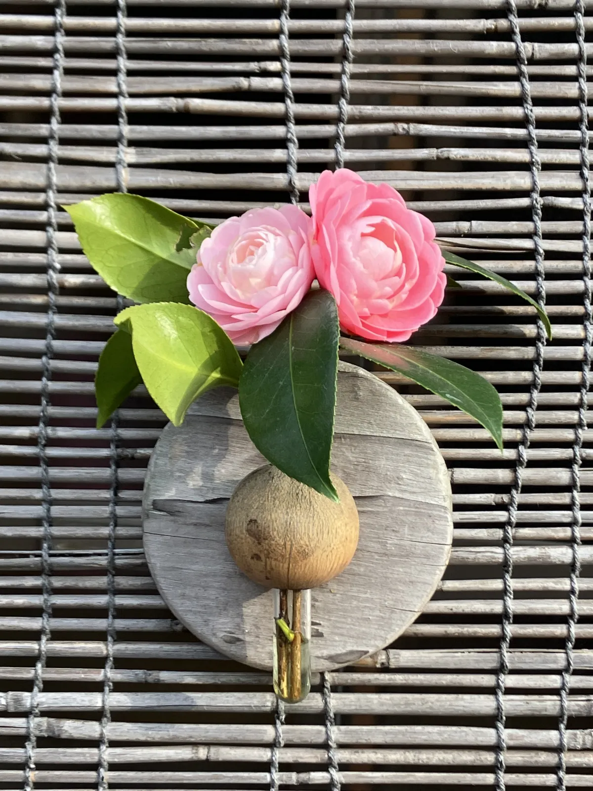 新緑が息吹、花々が咲き誇る季節になってきましたね。
今年最後のツバキの花になりました。