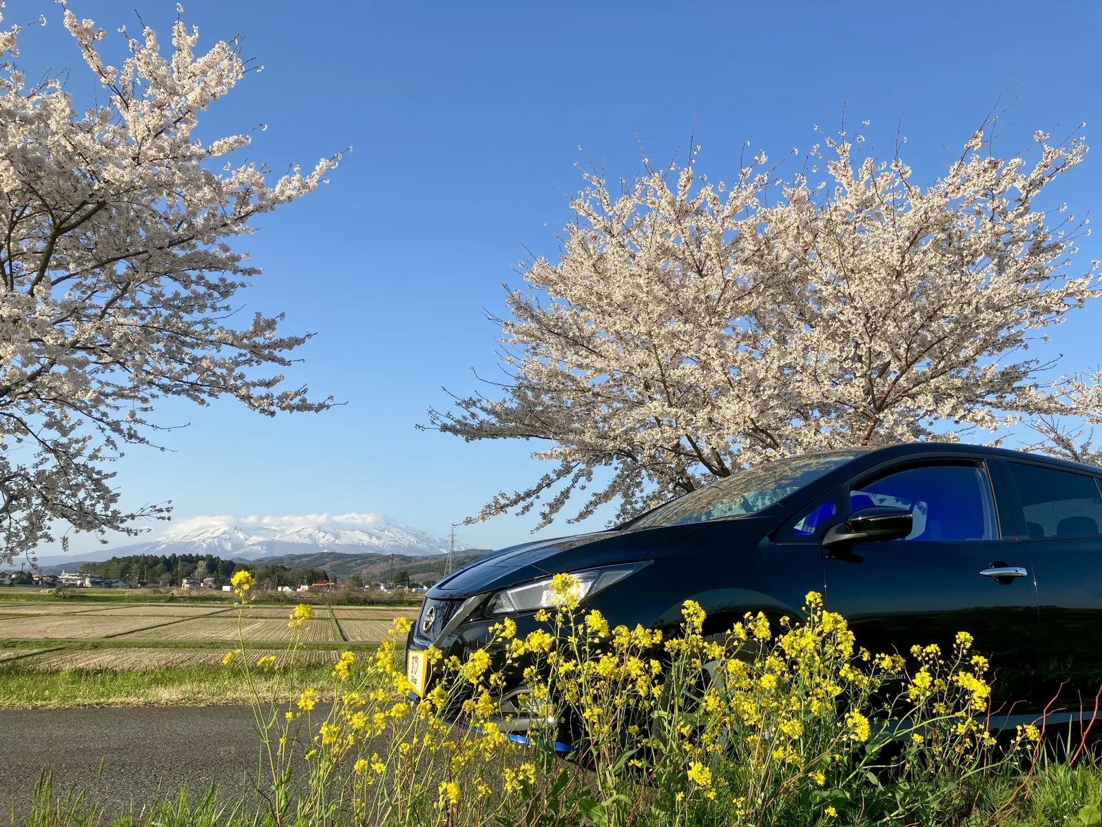 近所の堤防で
桜と菜の花と日産リーフを撮りました。