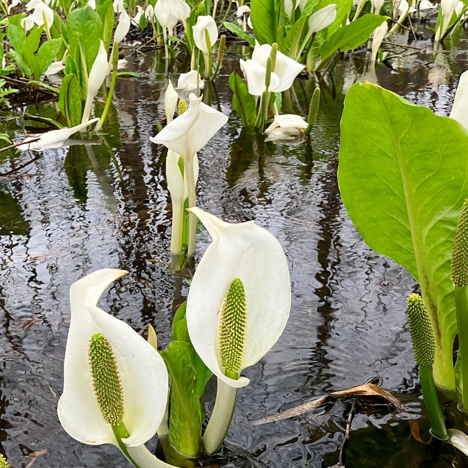 秋田県大仙市の刺巻湿原の水芭蕉を見て来ました。
片栗の花も咲いていました。
小雨降る中、駆け足で見てきました。