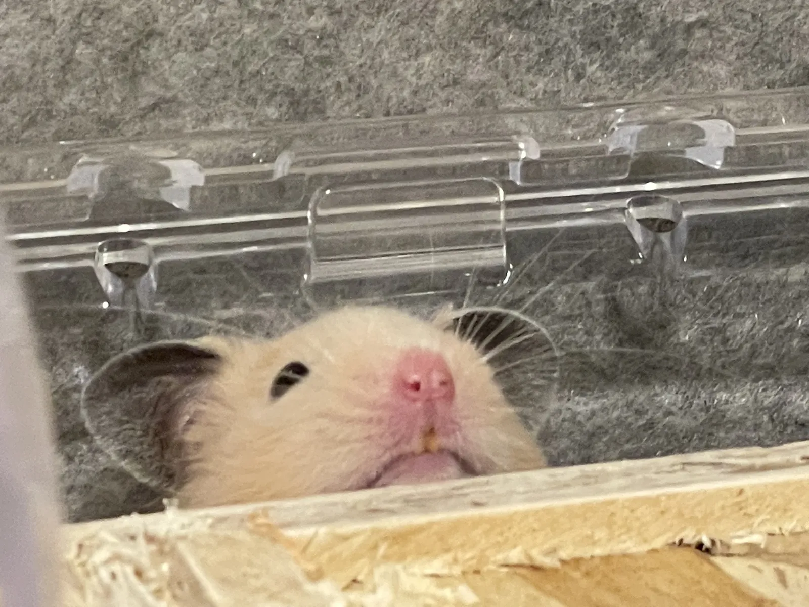 トホホ。