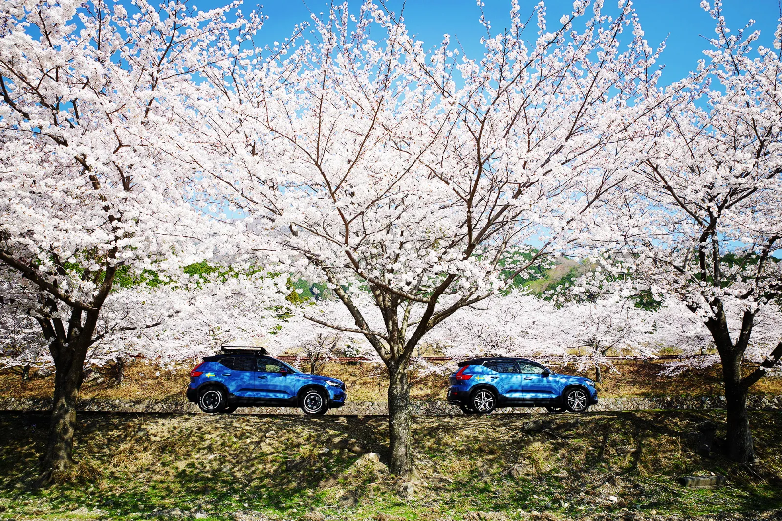 今年の桜は一瞬でした