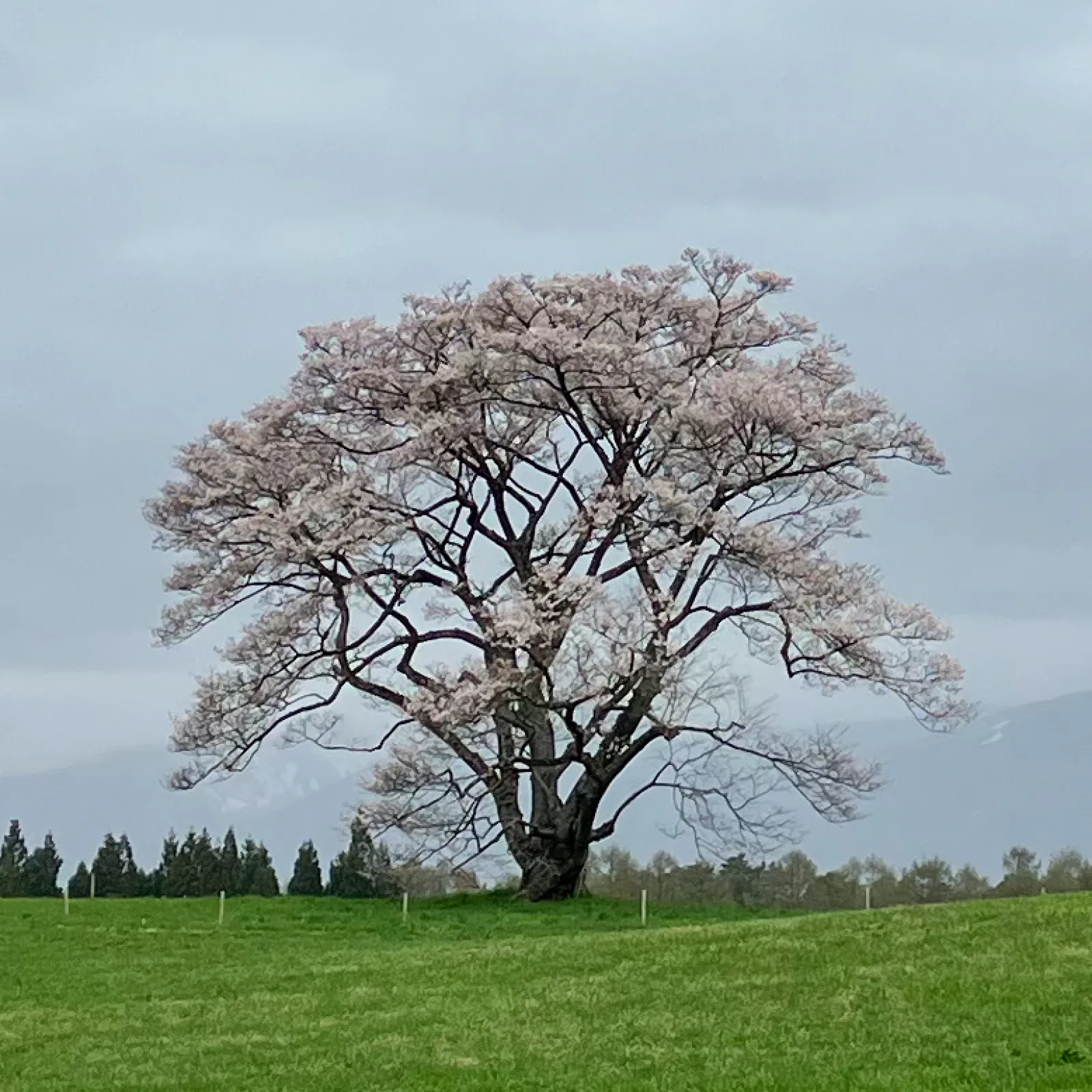 岩手県雫石町にある小岩井農場の一本桜🌸