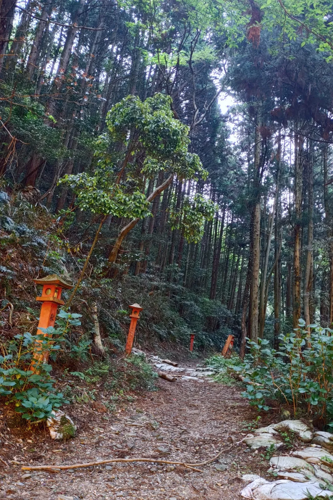 ついつい、登ってみたくなっちゃう🤔
けど、虫が怖くていかずじまい(笑)
