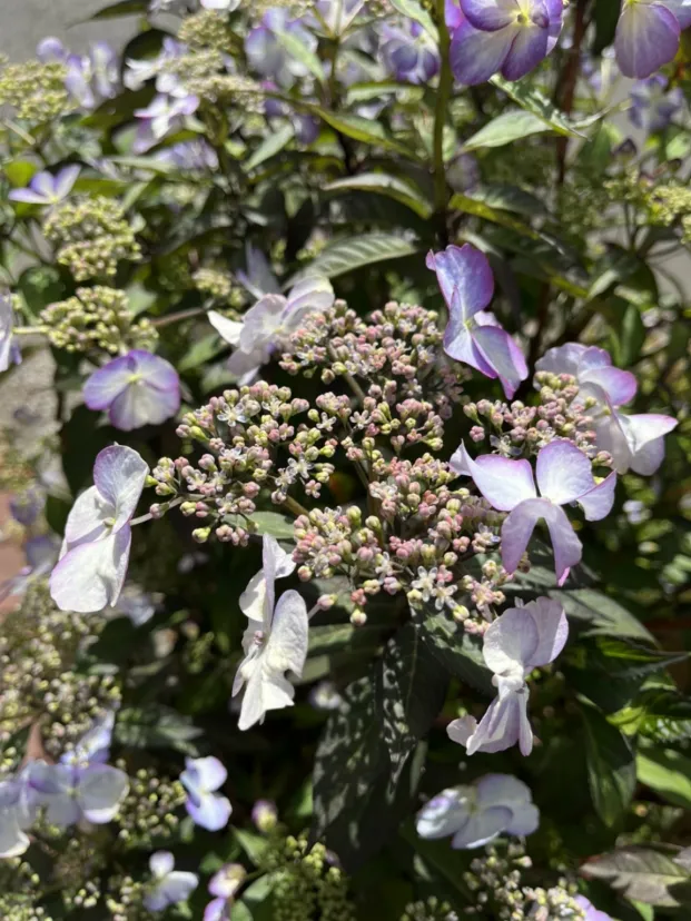 紫陽花の季節