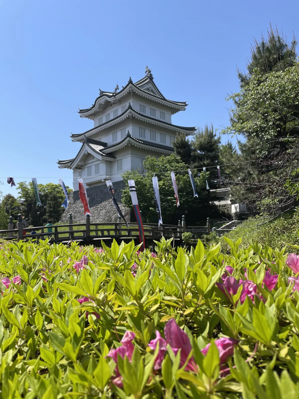 行田忍城✖️鯉のぼり🎏
『のぼうの城』のモデルとなったお城です🏯