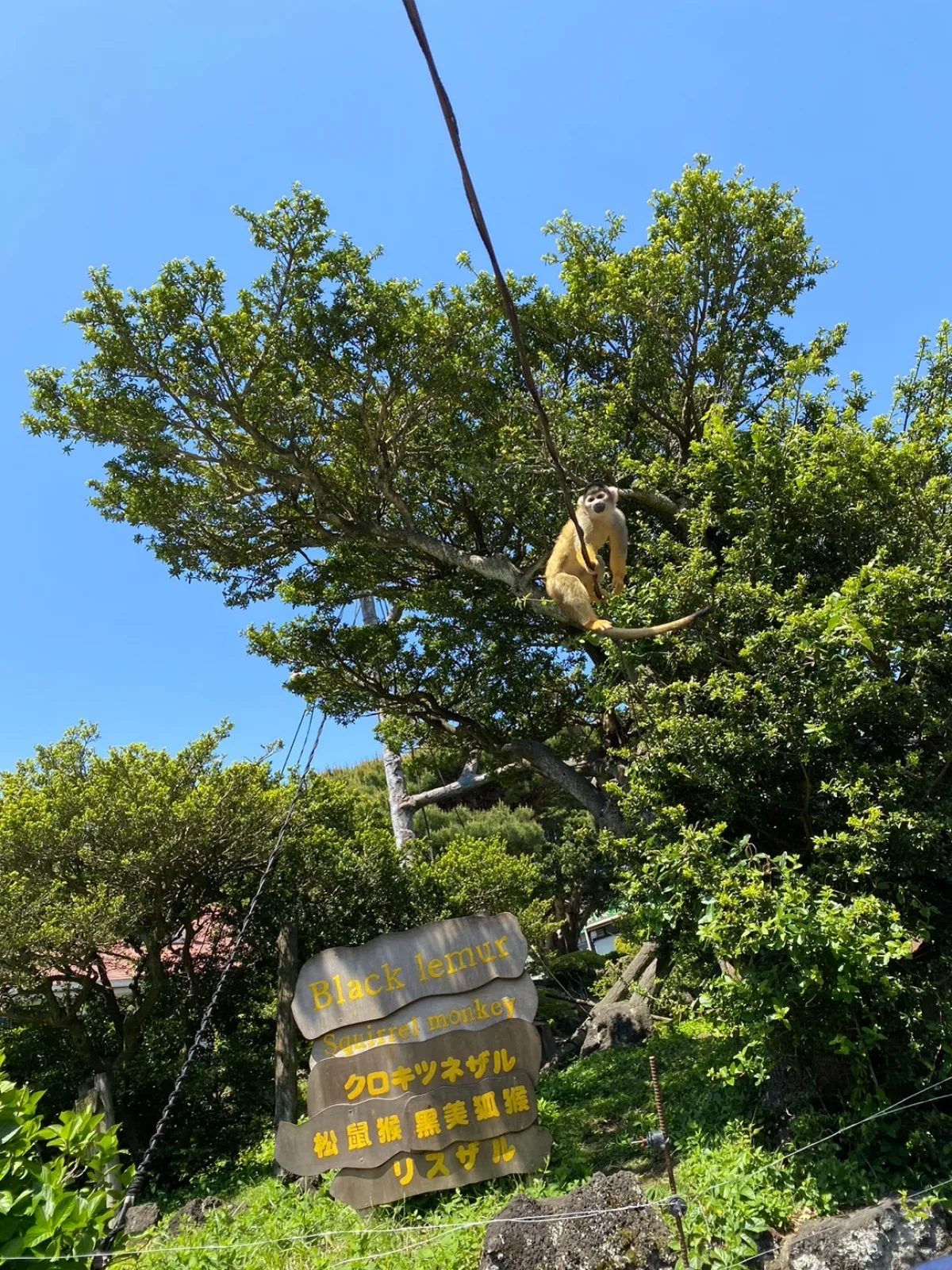 伊豆しゃぼてん公園という所のテナガザル