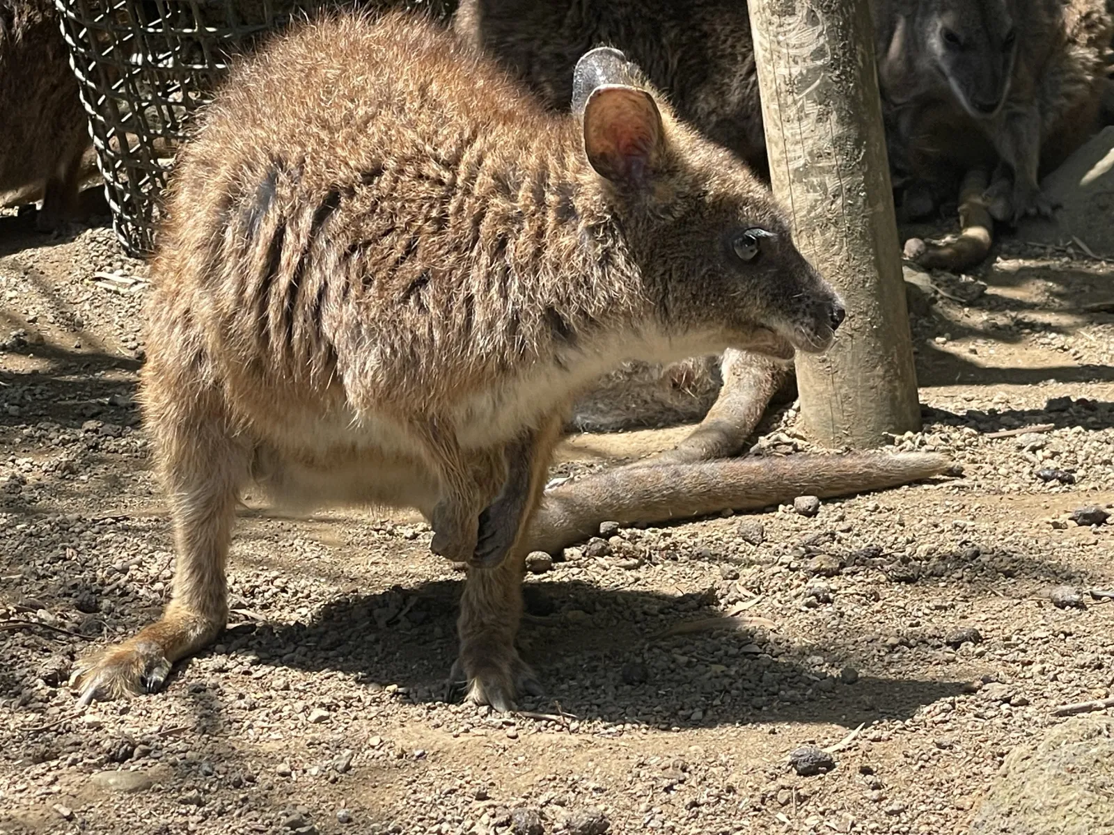 ワラビーもいました