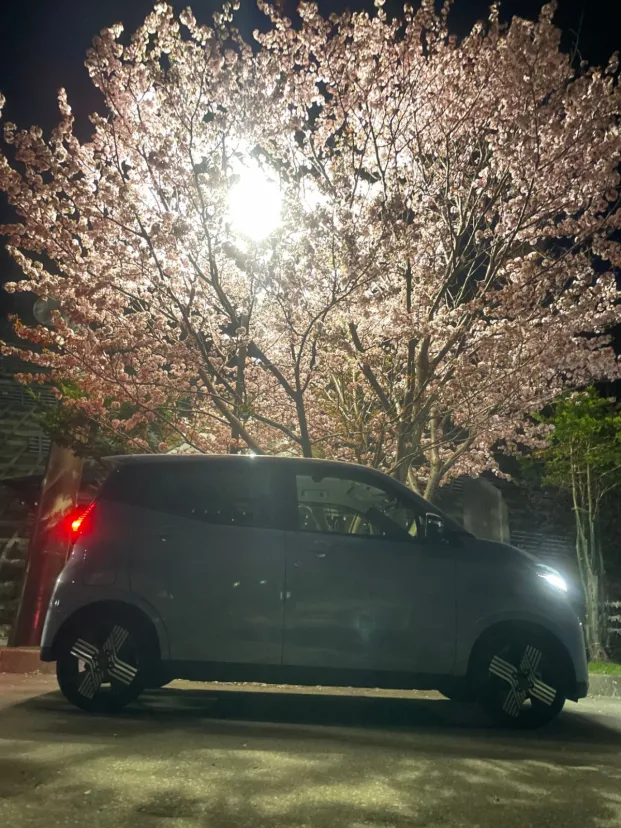 多分国内最後の満開．．🌸