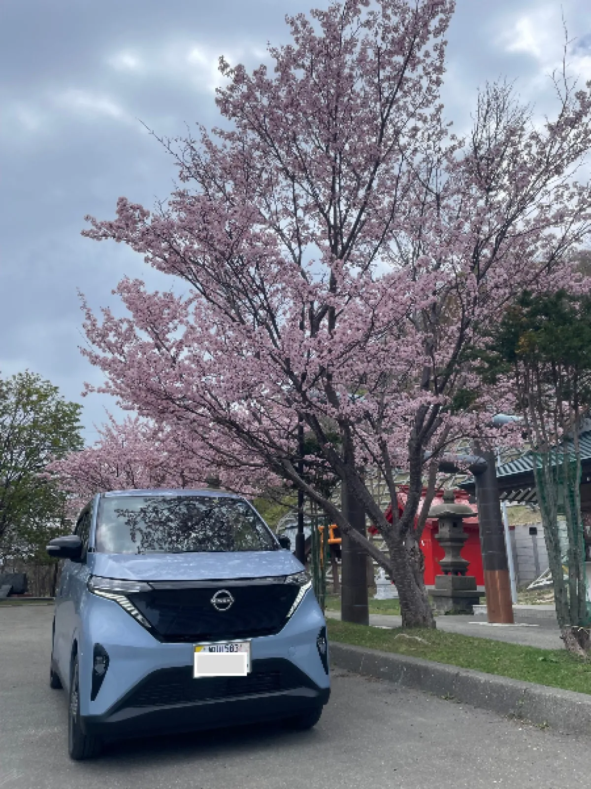先日撮影🌸が綺麗✨
桜とサクラ．．ダジャレです😁