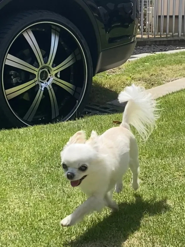 ワンコとホイール