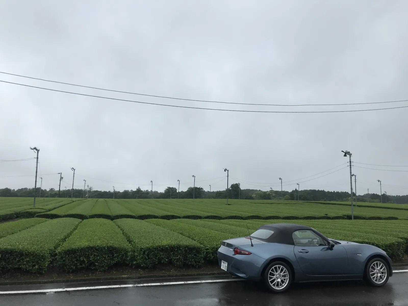 新芽の茶葉、青々と清々しく香る。