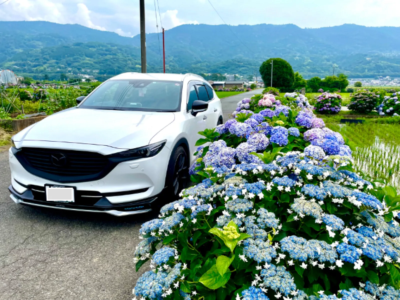 梅雨はキライですが
この時期ならではの紫陽花は好きです。