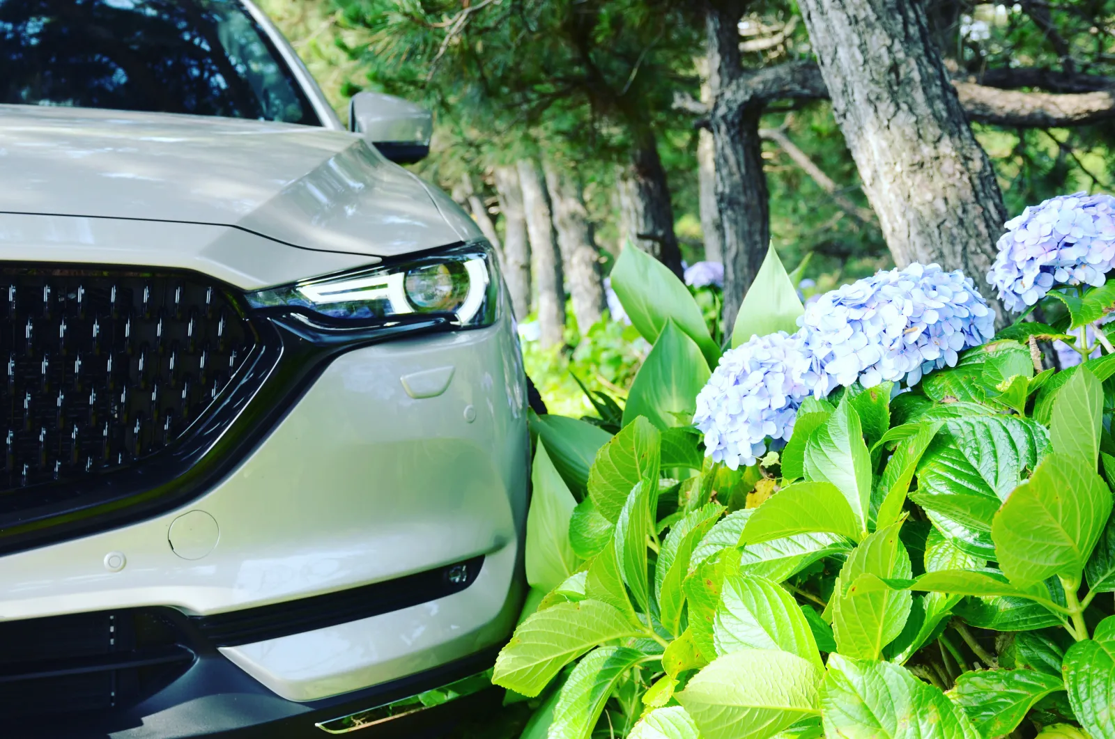 紫陽花と愛車