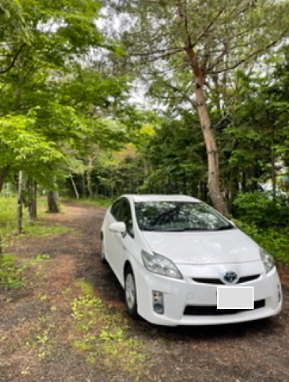 湖畔の周辺には森林があり、ゆっくり散歩できます。車乗り入れできたのでプリウスくんにも森林浴をさせてあげました。