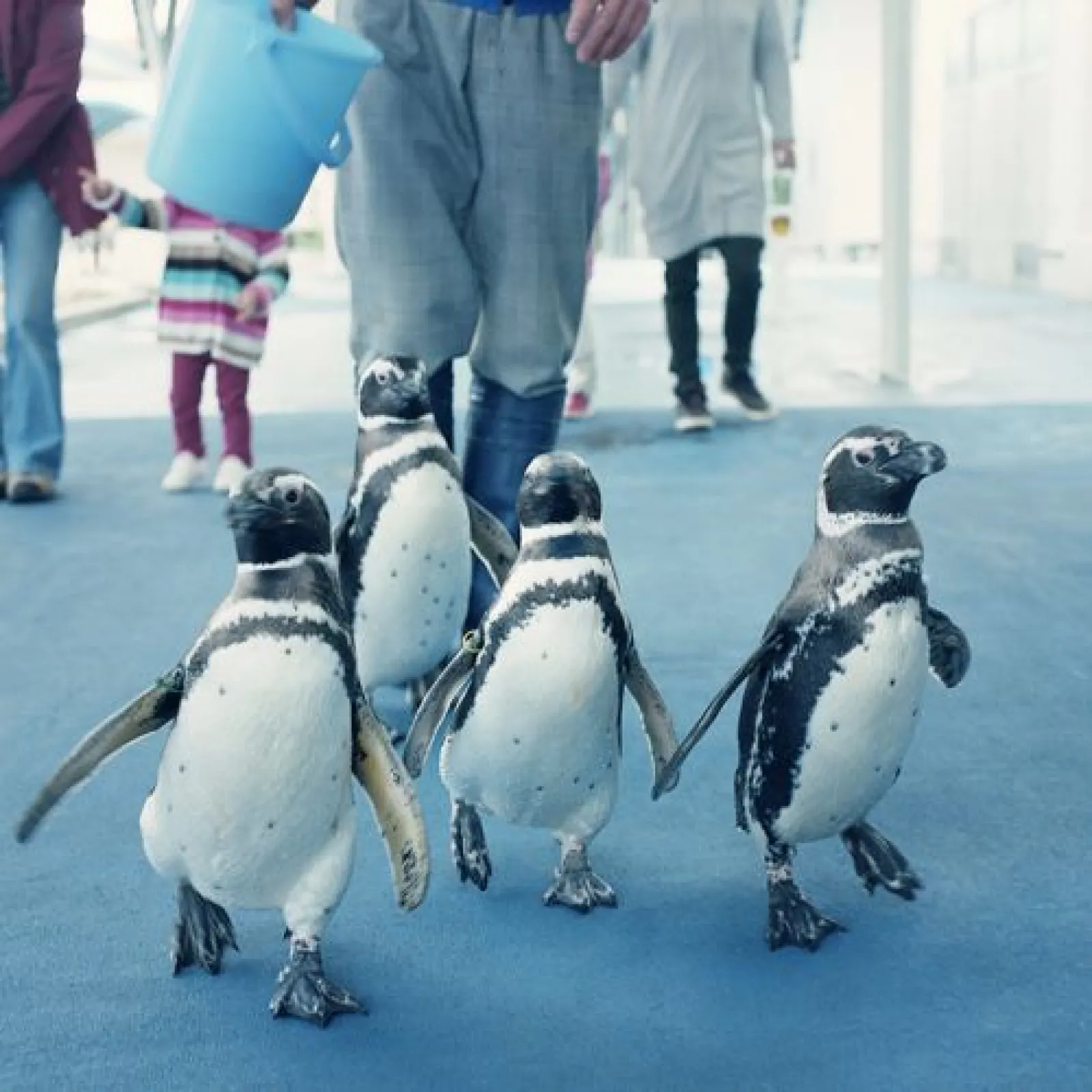 この水族館の売りはペンギンのお散歩！とてもお利口さんです！
