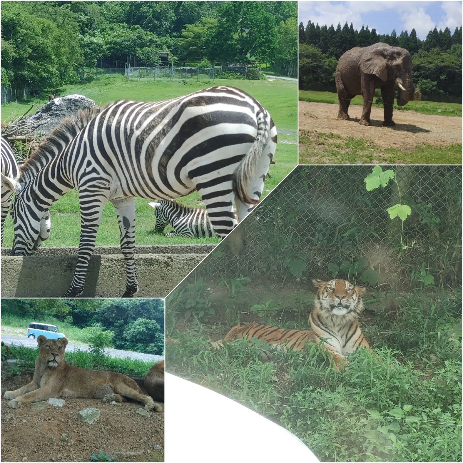 快晴で動物たちも暑そう💦
だけども、それほど混んでなくてゆっくり観れて良かったです☺️