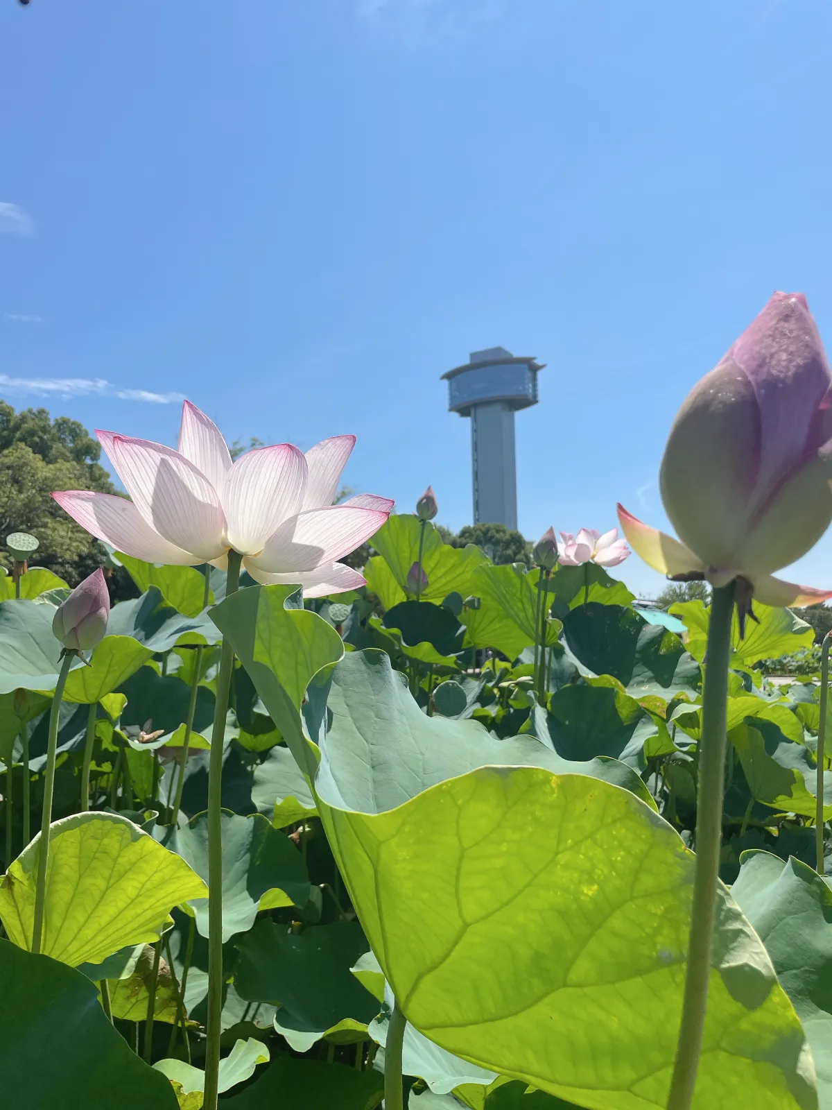 世界の蓮園では40種類のさまざまな蓮を見ることが出来ます🪷
奥にある展望タワーに登ると田んぼアートを見ることが出来るのですが、混んでいて諦めました💦またリベンジしないとね